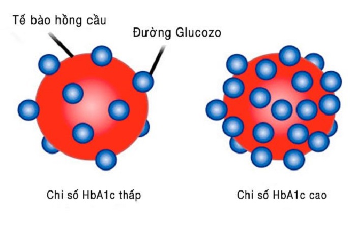 HbA1c là tế bào hồng cầu kết hợp với phân tử đường